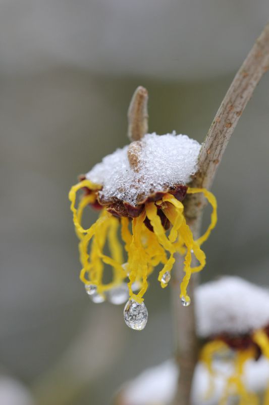 Hamamelis mollis