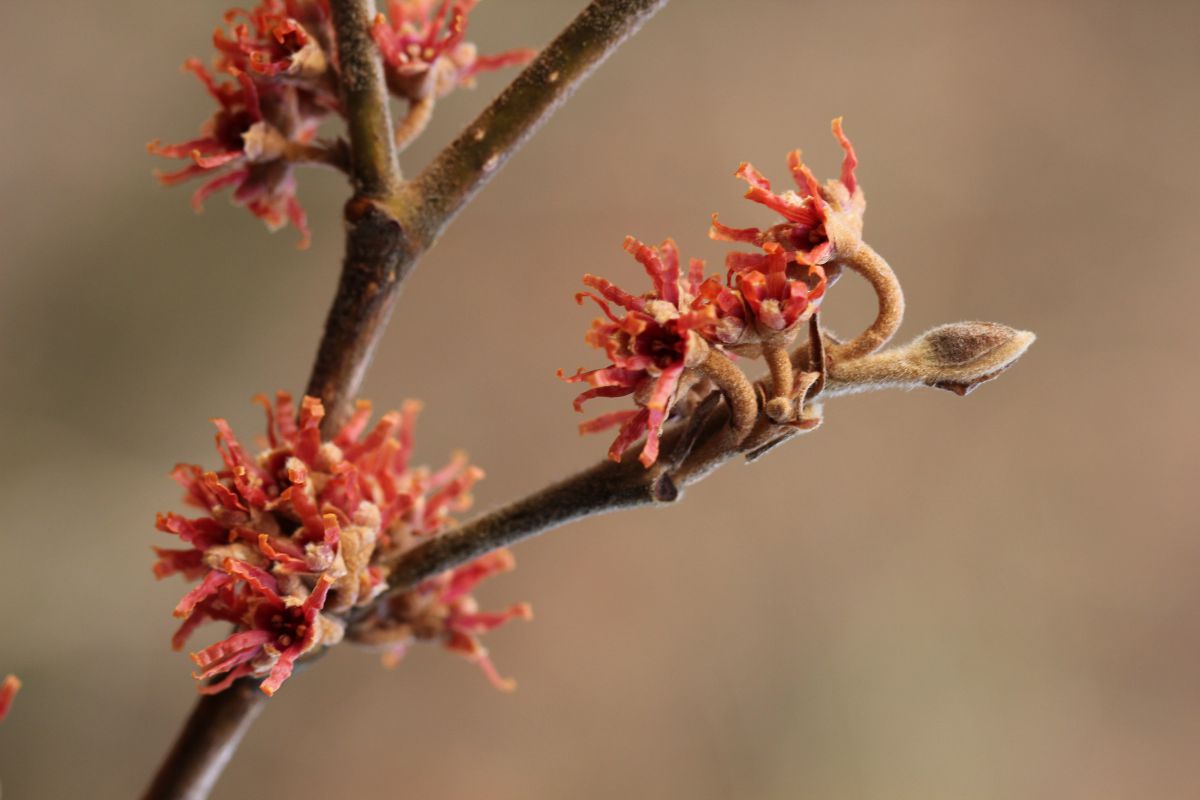 Hamamelis
