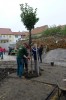 Výsadba stromu