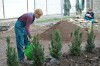 zálivka vysazeného tisového plotu