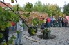 Ukázková výsadba Katalpy odbornou porotou