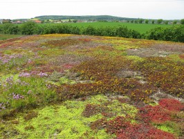 Zelené střechy pomáhají při změně klimatu