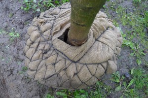 Výsadba dřevin