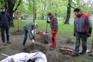 Výsadba dřevin 2019