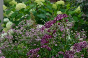 Perenarium