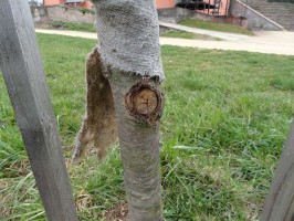Odbornost - cesta ke kvalitní zeleni - seminář nejen pro starosty